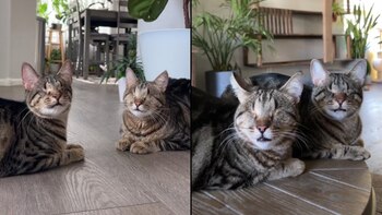 La triste historia detrás de