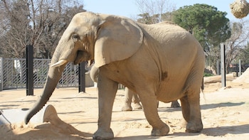 Muere la elefanta africana Susi,