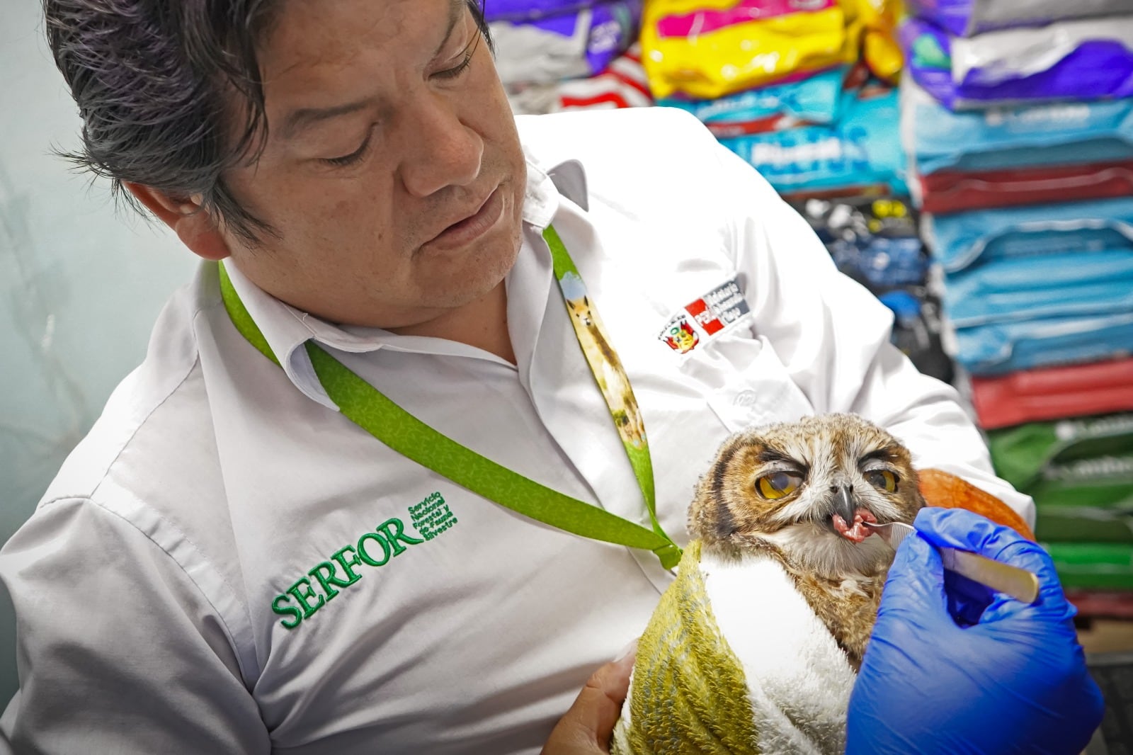 Un especialista del Serfor atiende a un búho cornudo rescatado en una carretera de Junín, el cual recibe tratamiento veterinario en Huancayo por fracturas en un ala. (Foto: Serfor)