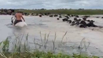 Vacas nadando y terneros en canoa: el efecto de “El Niño Godzilla” y su posible incidencia sobre el precio de la carne