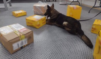 La sustancia ilícita quedó a