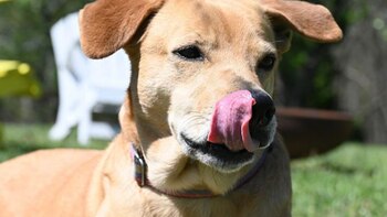 Diego fue rescatado de las