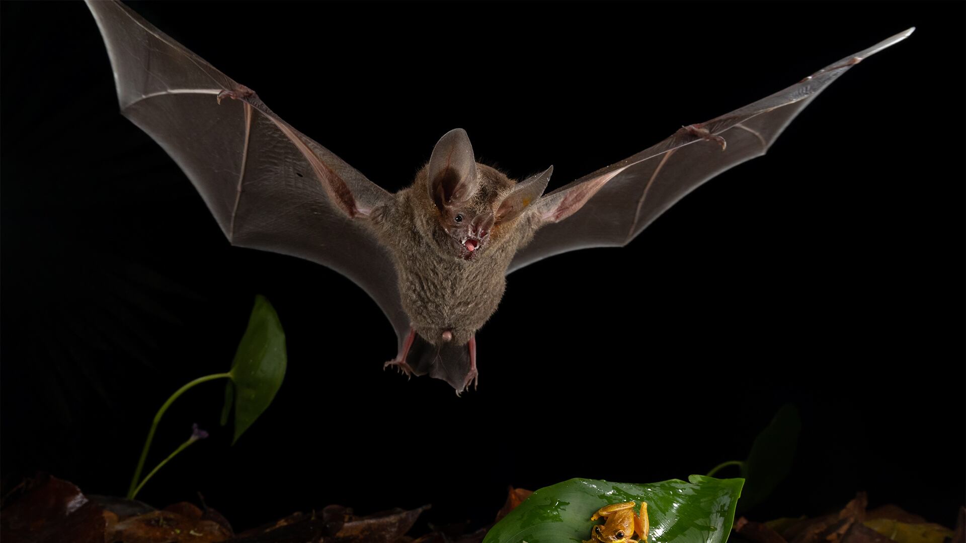 La conservación de hábitats biodiversos es clave para la supervivencia del murciélago de labios con flecos ante la amenaza de la pérdida de presas.