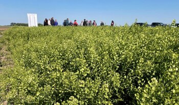 Cultivos de cobertura apuntando a