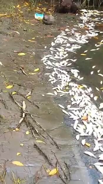 La muerte de los peces