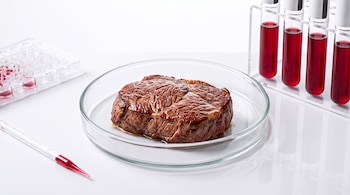 Un trozo de carne cocida en placa de Petri. Placa de pocillos con líquido rojo. Cuatro tubos de ensayo con líquido rojo en gradilla. Pipeta con líquido rojo. Ambiente de laboratorio.