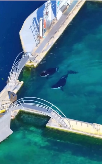 El caso de Wikie, Keijo