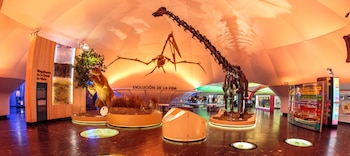 El Diplodocus exhibido está compuesto por 276 huesos y mide 4 metros de altura.
(Foto: Gobierno de México)
