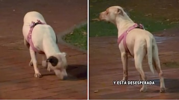 Habitantes del sector llevaron a Sacha a un veterinario para verificar su estado de salud tras el abandono - crédito ardila_edilusaquen/IG