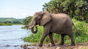 Un elefante camina por la orilla de un río junto a plantas acuáticas, palmeras y árboles bajo un cielo claro.