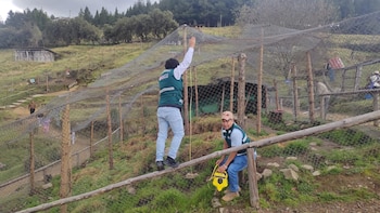 Especialistas constataron que los ejemplares