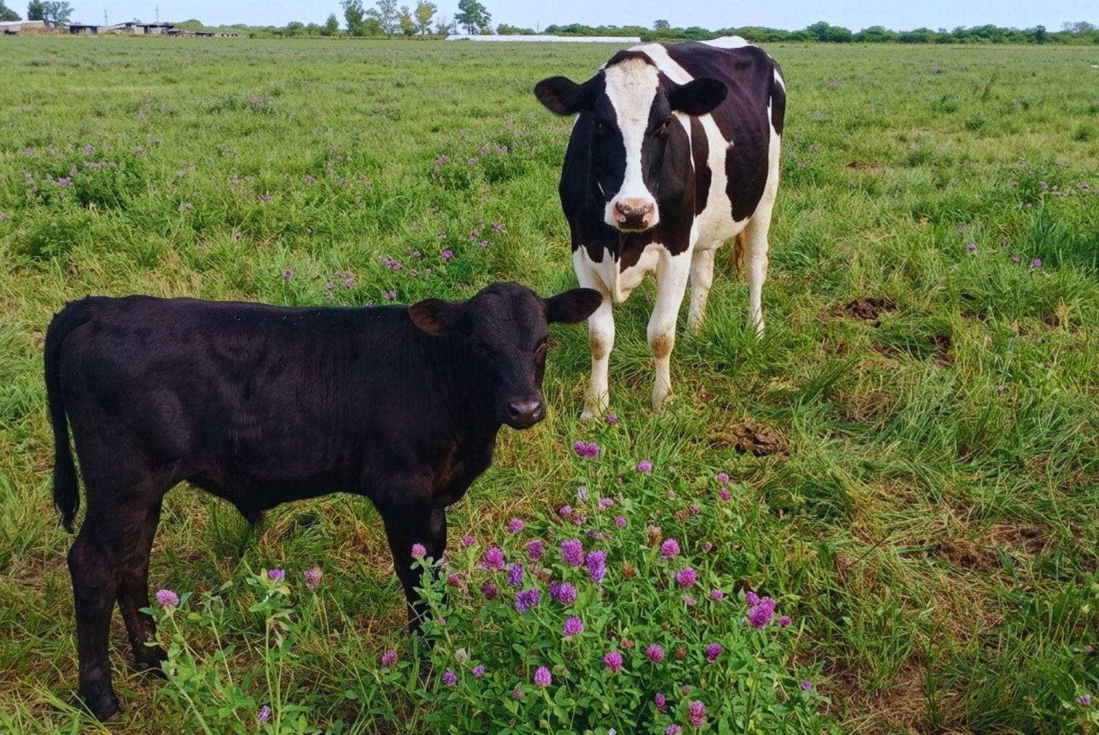 Del tambo al feedlot: la estrategia consiste en utilizar genética carnicera, especialmente Angus, sobre las vacas lecheras que no sean necesarias para generar la reposición del rodeo (INTA)