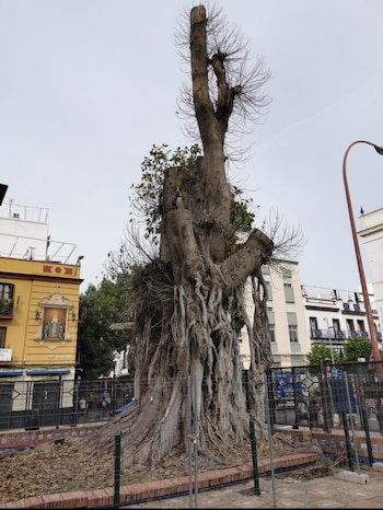 Ficus San Jacinto (Captura Imagen