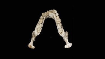 Descubren una nueva especie del