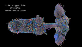 Investigadores lograron mapear por completo el cerebro y el sistema nervioso central de una mosca de la fruta adulta.