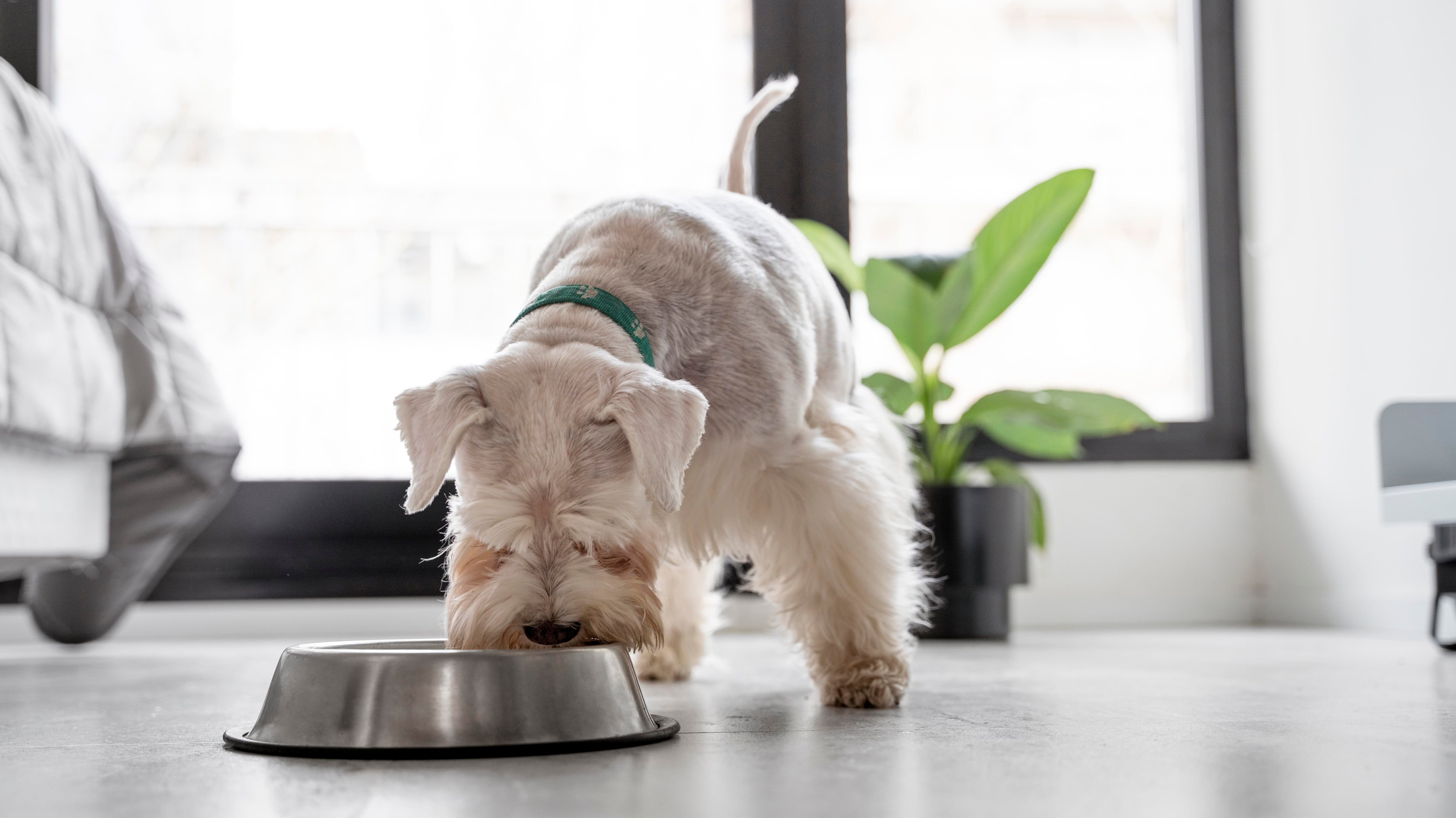 Una alimentación adecuada, basada en criterios científicos y supervisada por veterinarios, garantiza la vitalidad y longevidad del perro (crédito Freepik)