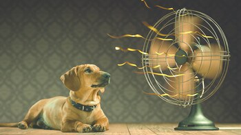 Baños, hidratación y aire fresco: