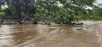 Los cultivos de maíz, arroz, yuca y plátano sufrieron daños en varias comunidades de La Mosquitia por la crecida del río Patuca.