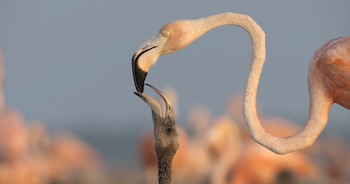 El relato de 'Flamingos' invita a los espectadores a explorar nuevas formas de entender la supervivencia y el ciclo de la vida. (Foto cortesía: Lorenzo Hagerman/Pimienta Films)