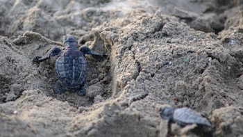 Mueren más de 9 mil huevos de tortuga golfina en Oaxaca, logran rescatar 82 de una tortuga laúd, que es la más grande del mundo