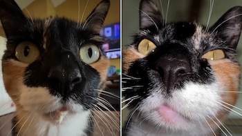 Puddles, la felina que superó