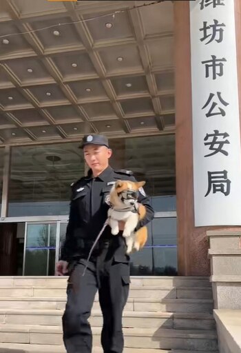 Fuzai aprovechará sus patas cortas