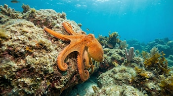 Pulpo anaranjado con tentáculos curvados se adhiere a una roca submarina cubierta de algas y corales, con agua azul clara y pequeños peces al fondo.