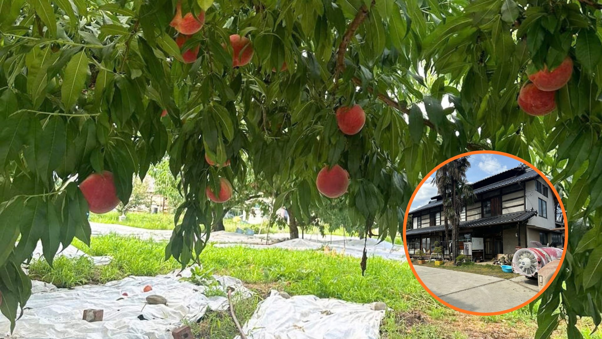 Se buscan voluntarios para cuidar melocotoneros y bonsáis en Japón durante 30 horas semanales a cambio de alojamiento y comida gratis