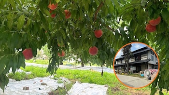 Se buscan voluntarios para cuidar melocotoneros y bonsáis en Japón durante 30 horas semanales a cambio de alojamiento y comida gratis