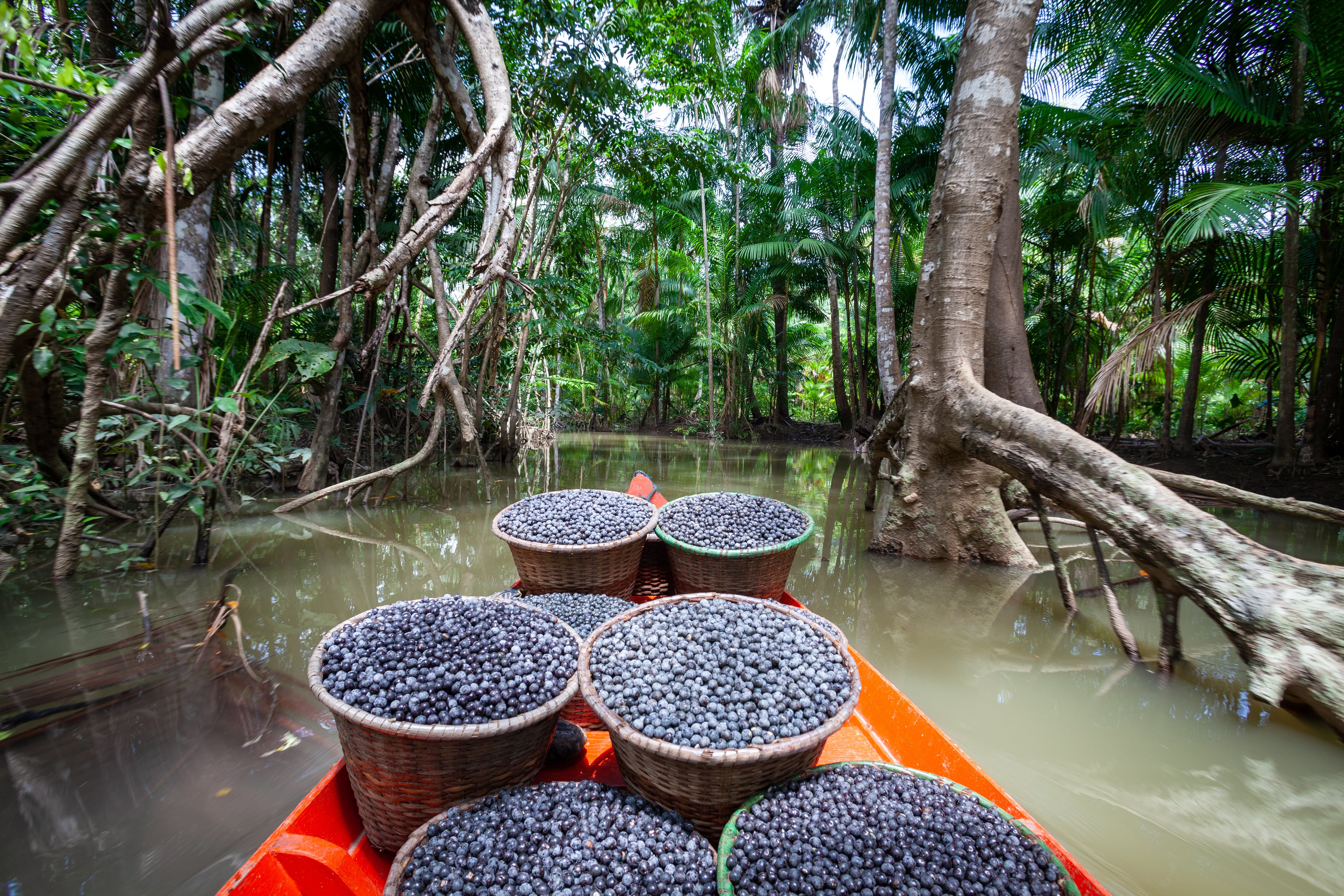 El sabor del açaí recuerda a una combinación de frutos rojos y cacao, y no corresponde al de una raíz ni al de una semilla (Adobe Stock)