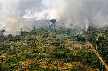 Los incendios arrasaron una considerable