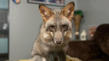 El animal llegó a una