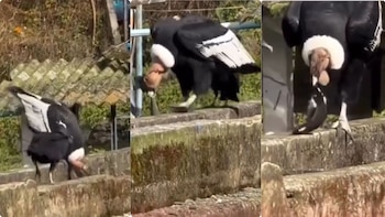 Condor andino fue avistado comiendo truchas en zona rural de Salento, Quindío