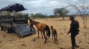 Los dos equinos pertenecen a un campesino de Coyaima que los usa como medio de transporte y apoyo en su trabajo diario - crédito Policía Tolima