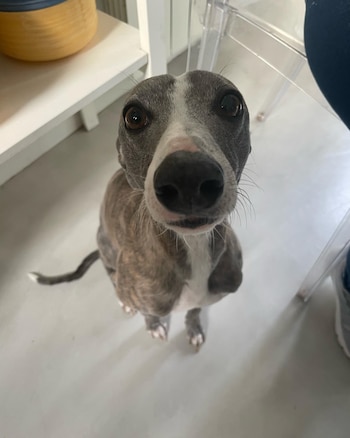 "Sombra", el perro que estuvo