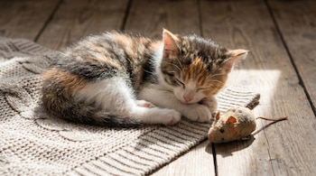 Un gatito tricolor (naranja, blanco, negro) duerme acurrucado sobre una manta beige de punto, con un ratón de juguete a su derecha en un suelo de madera.