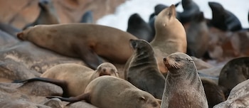 Un grupo de focas peleteras de pelaje marrón claro y oscuro reposa sobre rocas grises, con una foca en primer plano y otras al fondo