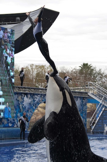 En la foto la orca
