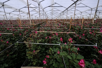 Diversificar mercados y fortalecer la