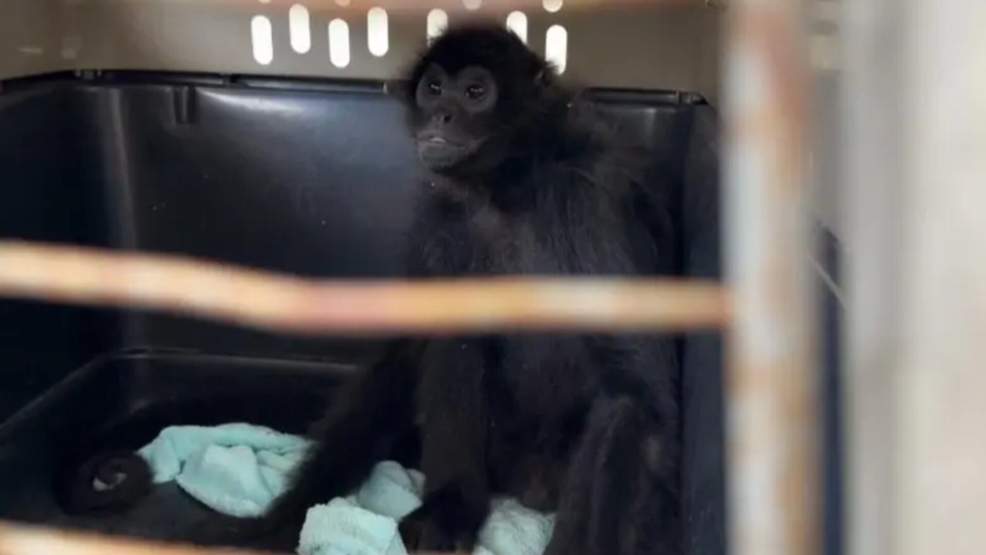 Monos, tortugas y pericos son vendidos a mil soles en el mercado clandestino de Lima