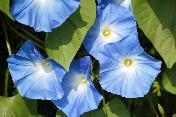 La gloria de la mañana