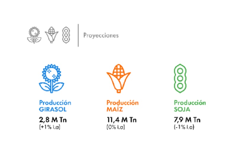Si las intenciones de siembra se concretan y se desarrolla un escenario favorable, con rendimientos superiores al promedio, las proyecciones de producción de girasol, maíz y soja para la campaña 2026/27 en la zona de Bahía Blanca muestran variaciones moderadas respecto del ciclo anterior (BCPBB)