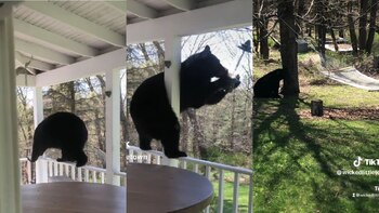 El oso negro fue captado