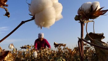 La planta del algodón podría