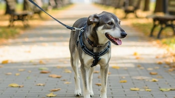 Un detalle inadvertido en la marcha de los perros podría revelar riesgo de demencia