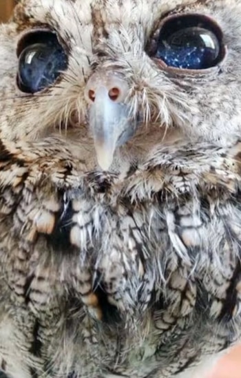 A pesar de sufrir un