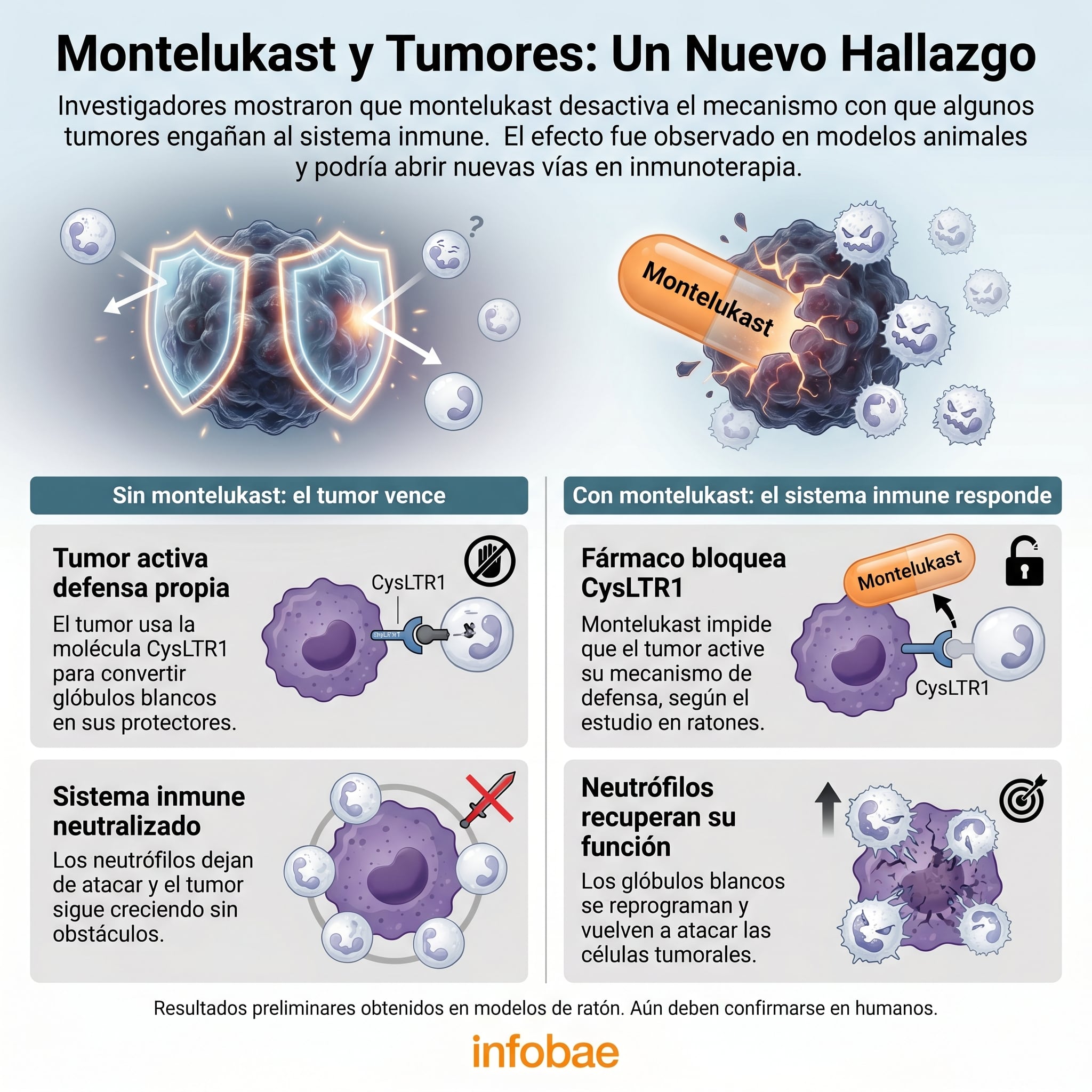 La investigación preliminar muestra cómo montelukast, un fármaco contra el asma, reprograma los neutrófilos para combatir tumores en ratones, desactivando su mecanismo de evasión inmune. (Imagen Ilustrativa Infobae)