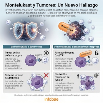 Gráfico comparativo que ilustra el efecto de montelukast en la interacción entre células tumorales, neutrófilos y la molécula CysLTR1 en modelos de ratón.