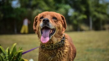 Desde la creación del nuevo