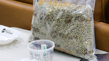 Panamá apuesta por 102 lotes para defender el trono del café más exclusivo del mundo